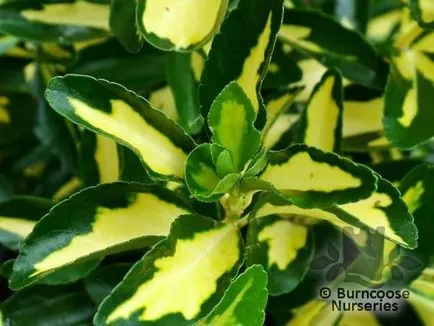 Caracteristici decorative Euonymus de cultivare și întreținere, fotografii varietate