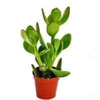 Money Tree Crassula - gyógyászati ​​tulajdonságokkal