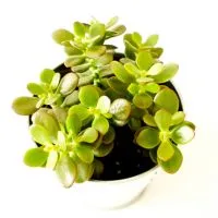 Money Tree Crassula - gyógyászati ​​tulajdonságokkal