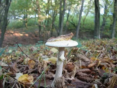 Gyermekeket gomba, gyerekek fejlesszék magukat