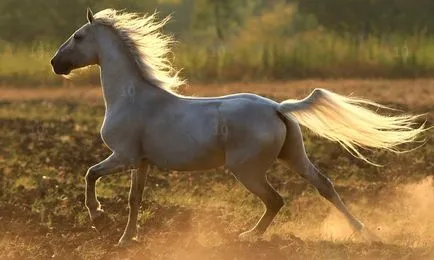 Zece dintre cele mai frumoase rase de cai