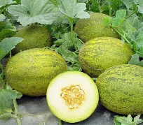 Melon, отглеждане диня със собствените си ръце и грижи