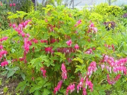 Dicentra megtört szív ültetés, gondozás és termesztése flower képek