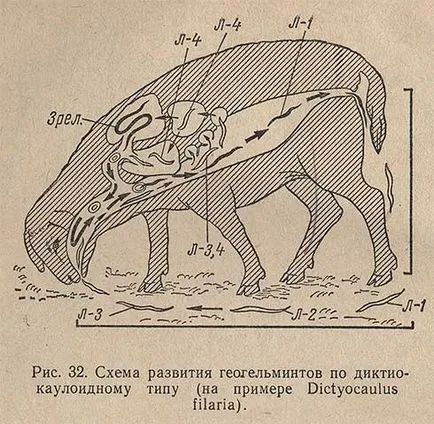 rumegătoare Dictyocauliasis (bovine, ovine) - morfologia și biologia a agentului patogen, patogeneza, diagnosticul,