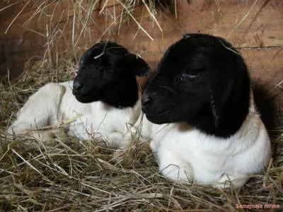Dorper - Sheep - Cresterea animalelor - Bibliotecă - ferma familiei