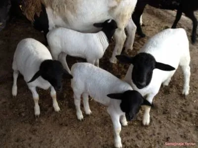 Dorper - Sheep - Cresterea animalelor - Bibliotecă - ferma familiei