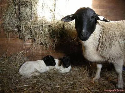 Dorper - Sheep - Cresterea animalelor - Bibliotecă - ferma familiei
