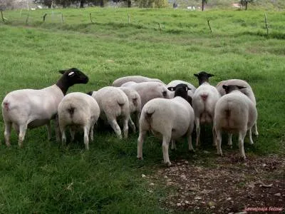 Dorper - Sheep - Cresterea animalelor - Bibliotecă - ferma familiei