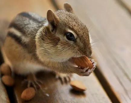 Acasă Chipmunk