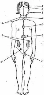 Sistemul endocrin 1