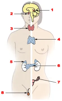 Sistemul endocrin - activitatea de control - sistemul endocrin