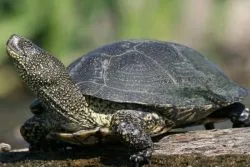 Turtle European iaz