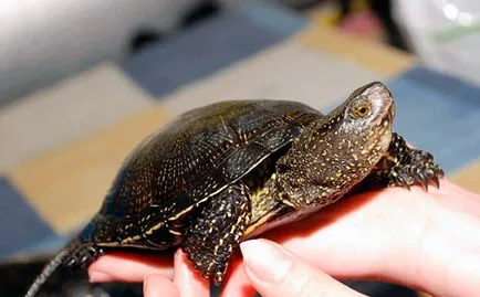 Európai mocsári teknős - fotó, leírás, tartalom, vásárlás, vélemény
