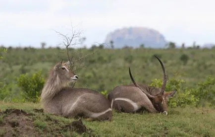 Este toate antilope, Jurnal sălbatic