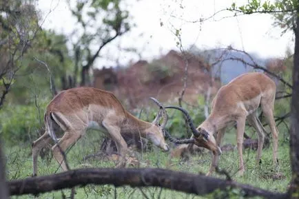 Este toate antilope, Jurnal sălbatic