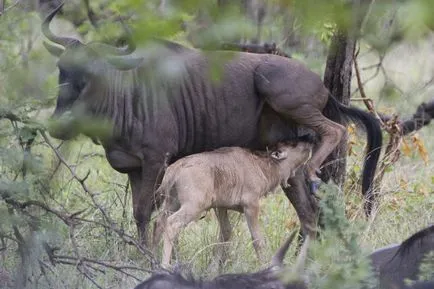 Este toate antilope, Jurnal sălbatic