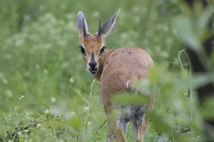 Este toate antilope, Jurnal sălbatic