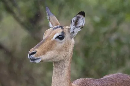 Este toate antilope, Jurnal sălbatic