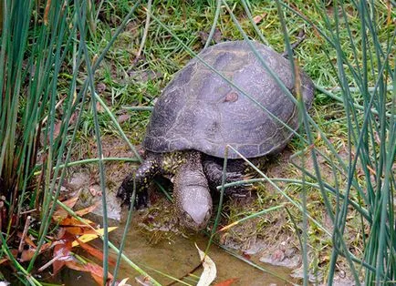 Turtle iaz european - fotografii, descriere, conținut, cumpărare, comentarii