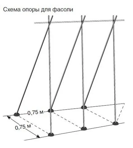 Bab koca és nőnek