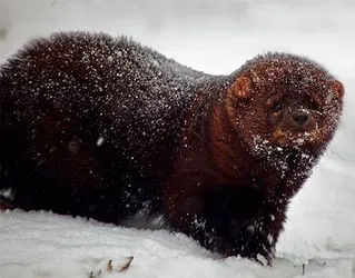 Fisher - egy tisztességes és olcsó csere sable