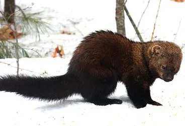 Fisher - egy tisztességes és olcsó csere sable