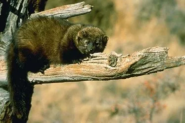 Fisher - egy tisztességes és olcsó csere sable