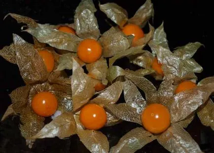 Physalis ültetés és gondozás, a fajok és fajták, fotók