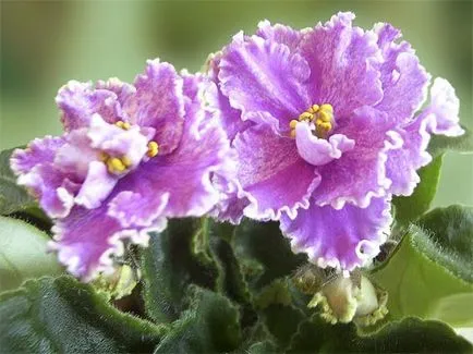 Violet cultivate din foaia poate fi de o culoare diferită