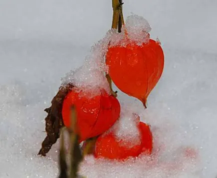 Physalis ültetés és gondozás, a fajok és fajták, fotók