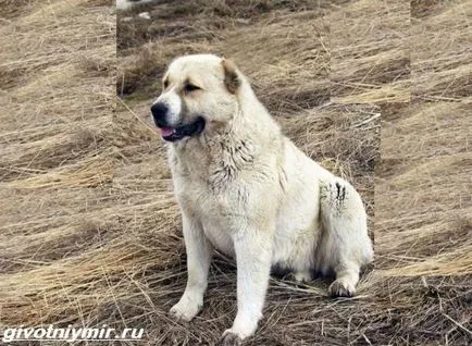 Арменски Gampr Развъдник