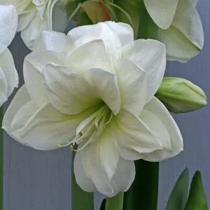 сортове и видове Hippeastrum