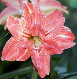 сортове и видове Hippeastrum