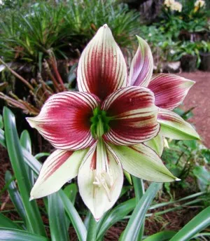 Hippeastrum fajták és fajok