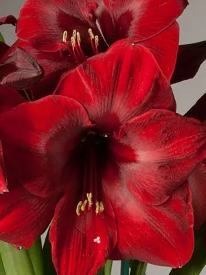 Hippeastrum fajták és fajok