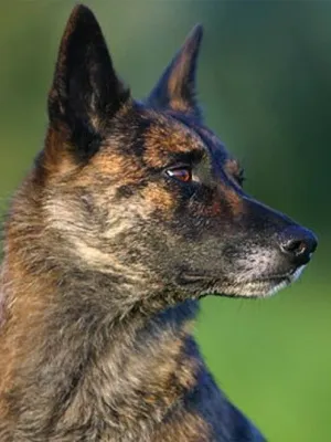 Dutch Shepherd (Herder) fotó kutyák, leírása és története a fajta holland juhászkutya