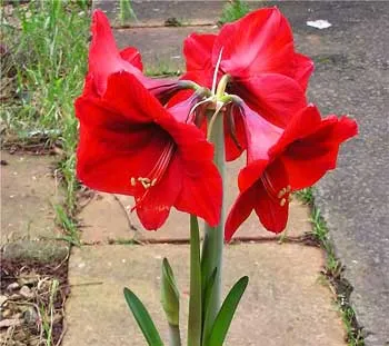 Hippeastrum, отглеждане Hippeastrum, грижи по време на цъфтежа Hippeastrum