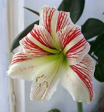 Hippeastrum, отглеждане Hippeastrum, грижи по време на цъфтежа Hippeastrum