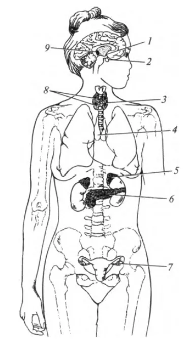 Capitolul 18 Sistemul endocrin