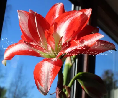 Hippeastrum грижи у дома