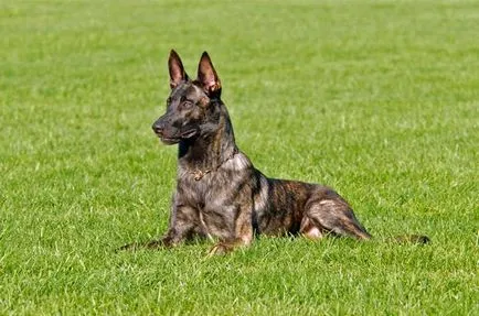 Dutch Shepherd (Herder) - leírás, történelem, a fajta