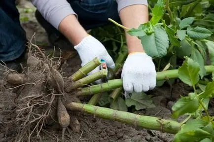 Dahlia ültetés és gondozás a nyílt terepen, fajták fényképei és nevei