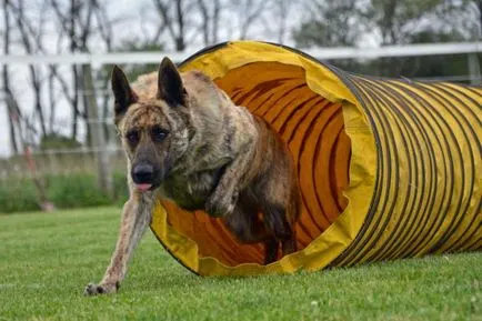 Dutch Shepherd (Herder) - leírás, történelem, a fajta