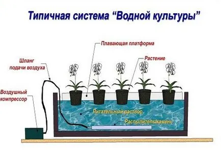 Хидропоника - вредите и ползите за здравето - какво повече