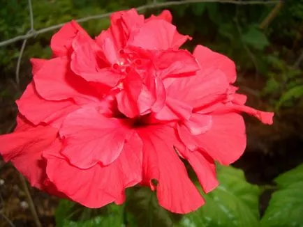 camera Hibiscus - dreptul de ingrijire, transplant de la domiciliu