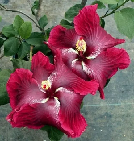 Hibiscus стая - правилната грижа, трансплантация у дома