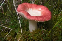 Ciuperci Russula fotografie arata ca, o descriere, specii, în cazul în care există, cum să gătească, video