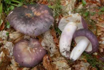 Ciuperci Russula fotografie arata ca, o descriere, specii, în cazul în care există, cum să gătească, video