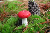 Ciuperci Russula fotografie arata ca, o descriere, specii, în cazul în care există, cum să gătească, video