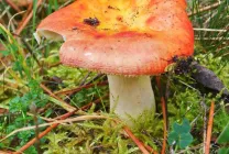 Ciuperci Russula fotografie arata ca, o descriere, specii, în cazul în care există, cum să gătească, video